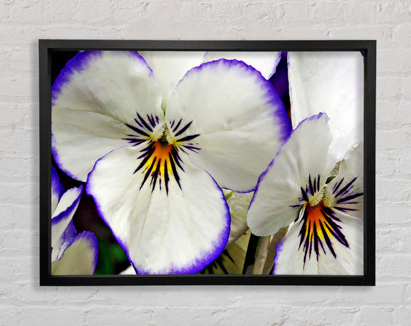 White Purple Petals Framed Print