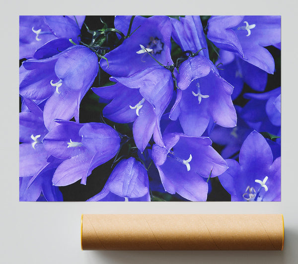 Purple Bluebells Print