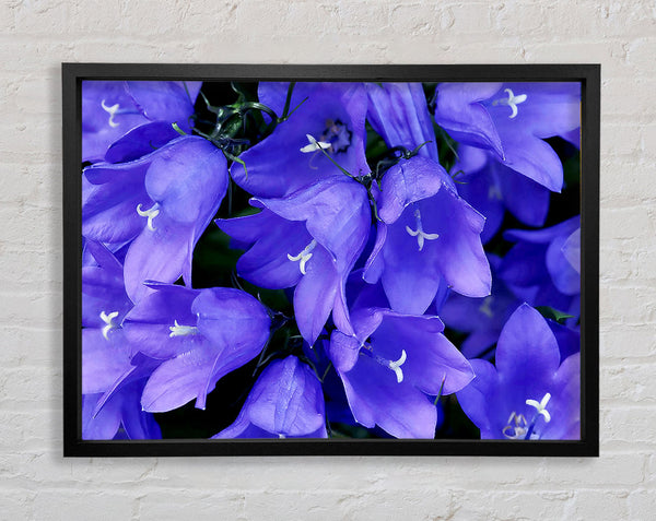 Purple Bluebells Framed Print