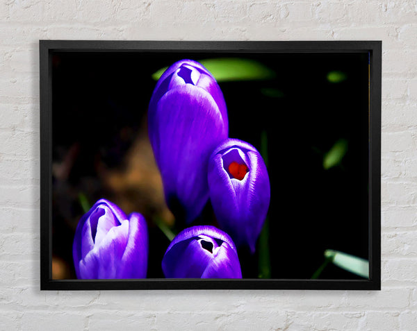 Purple Crocus Delight Framed Print