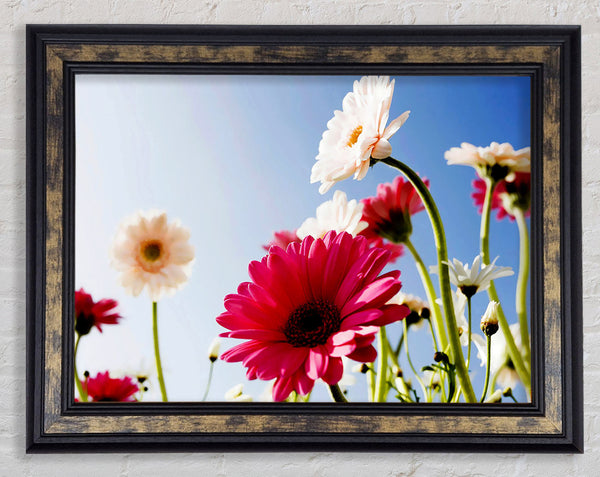 Daisy Sky Sunlight Framed Print