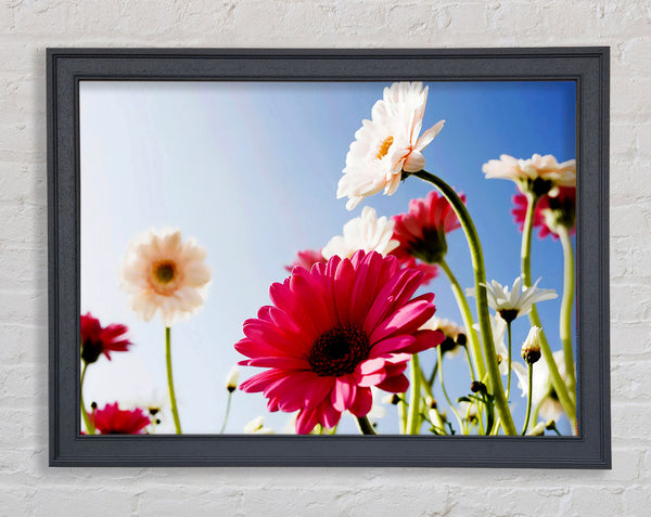 Daisy Sky Sunlight Framed Print