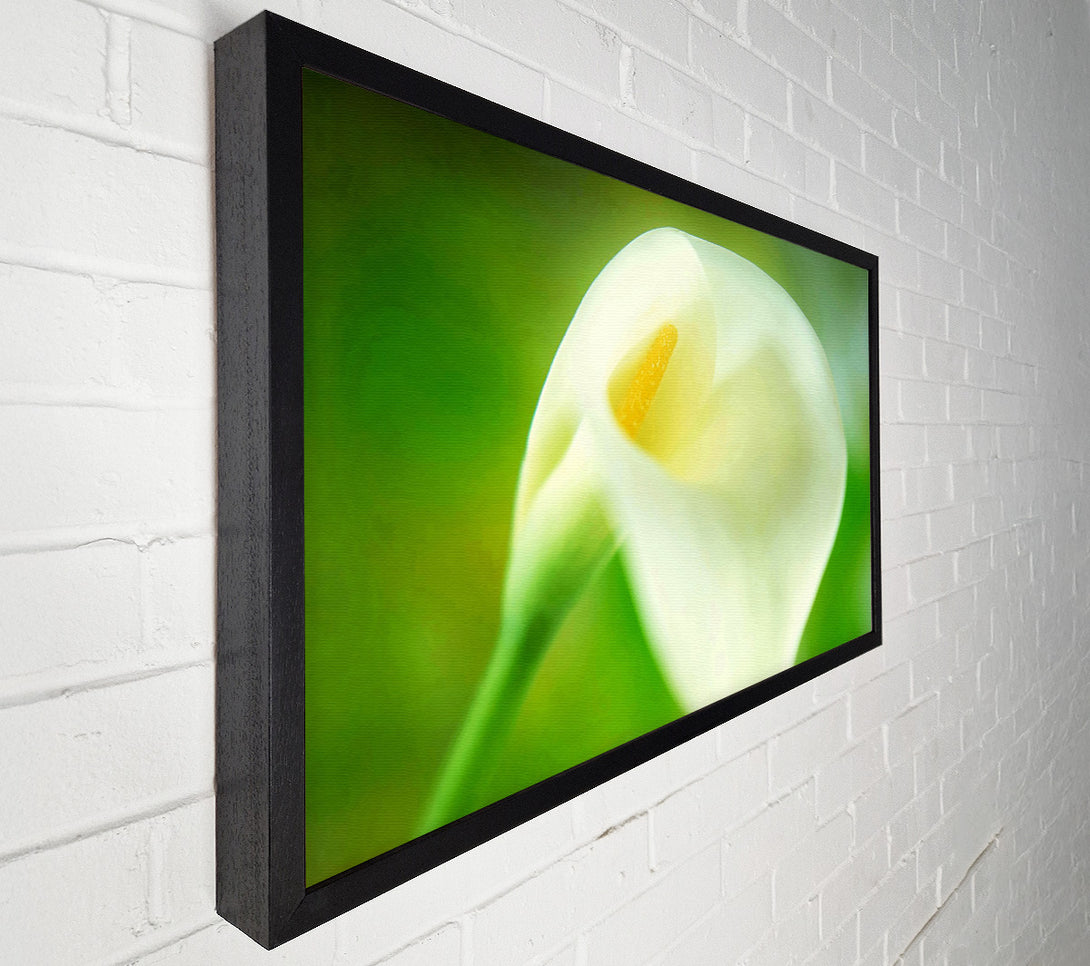  A Canvas Print of Single White Calla Lily Canvas Print