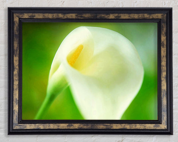 Single White Calla Lily Framed Print