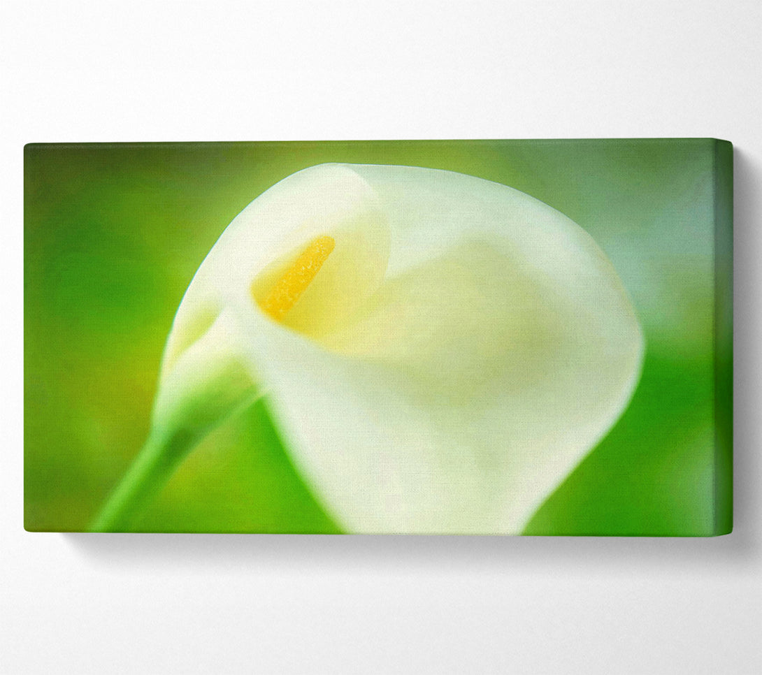  A Canvas Print of Single White Calla Lily Canvas Print