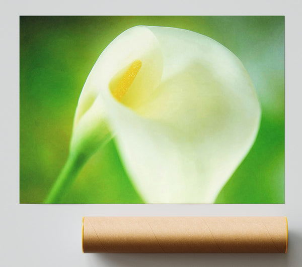 Single White Calla Lily Poster