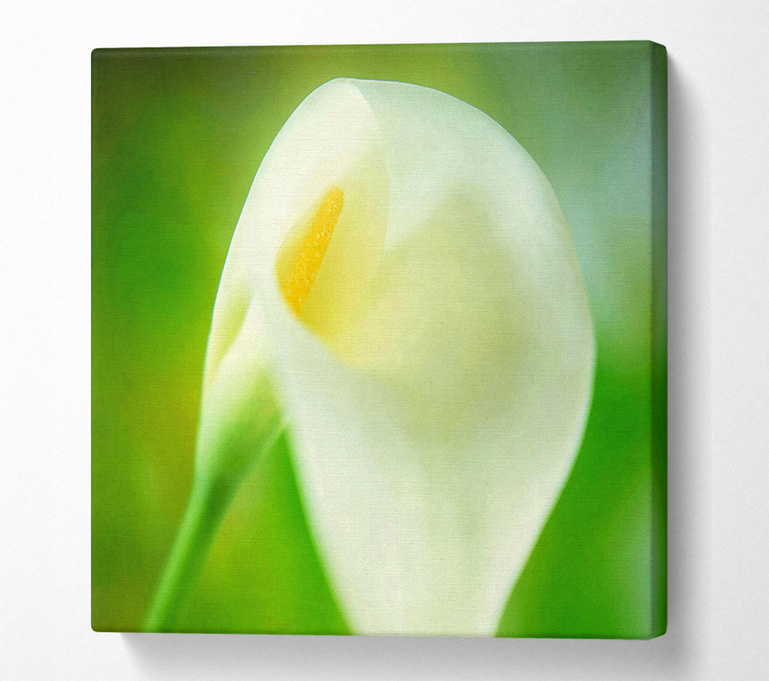  A Canvas Print of Single White Calla Lily Canvas Print