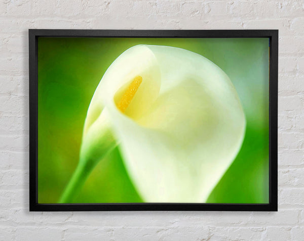 Single White Calla Lily Framed Print