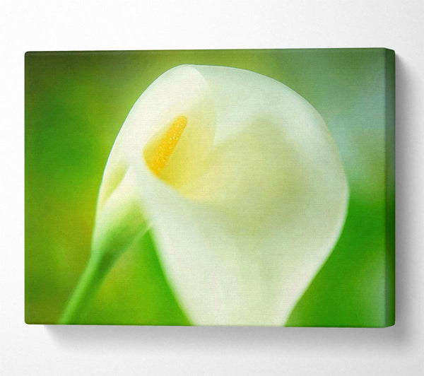  A Canvas Print of Single White Calla Lily Canvas Print