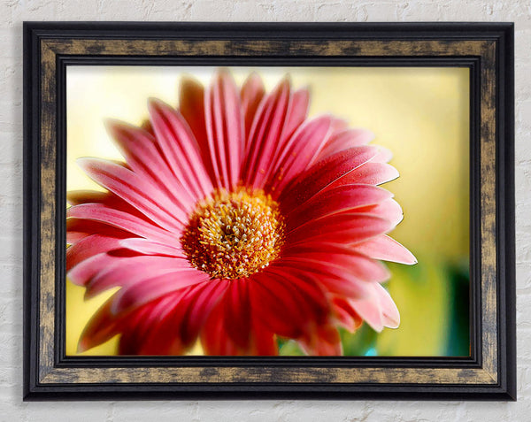 Heavenly Pink Petals Framed Print
