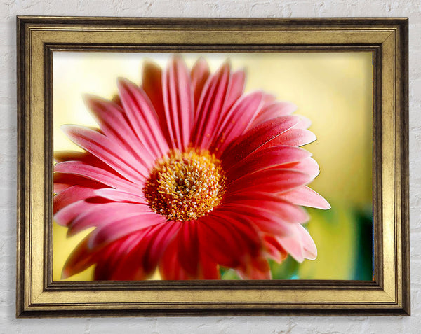 Heavenly Pink Petals Framed Print