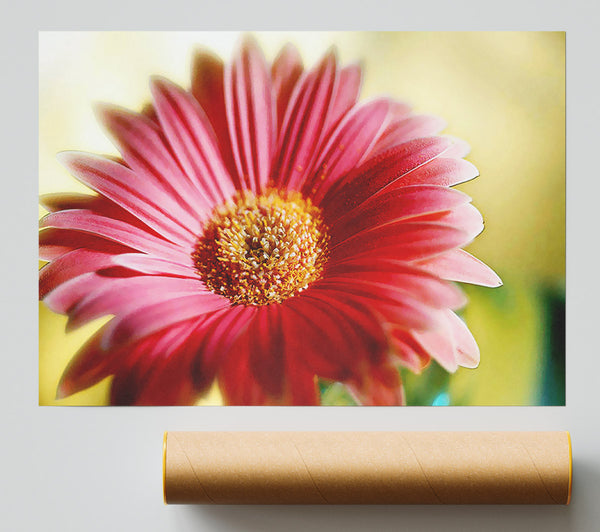 Heavenly Pink Petals Poster