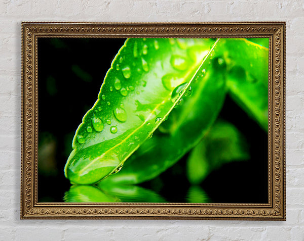 Green Leaf Reflection Framed Print