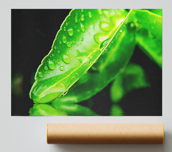 Green Leaf Reflection Print