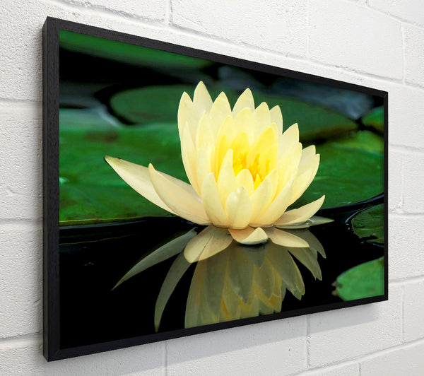 Yellow Water Lily Reflection