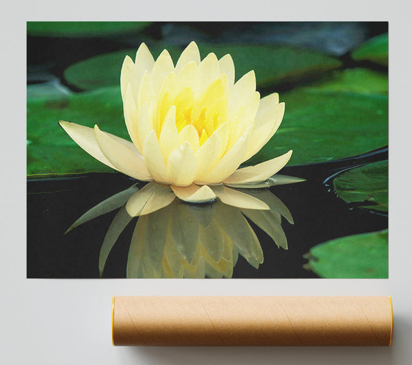 Yellow Water Lily Reflection Poster