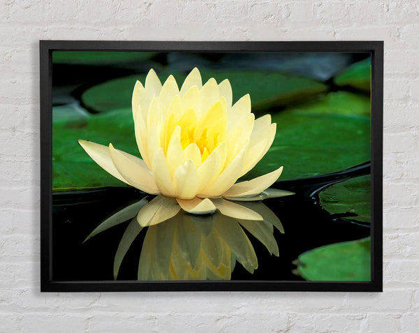 Yellow Water Lily Reflection Framed Print