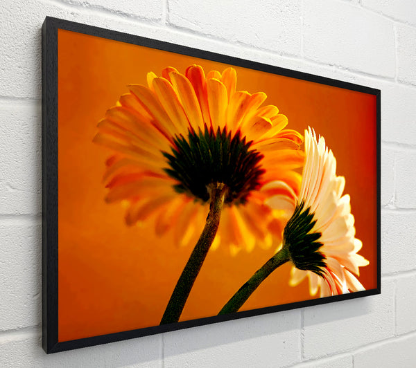 Behing The Golden Daisies