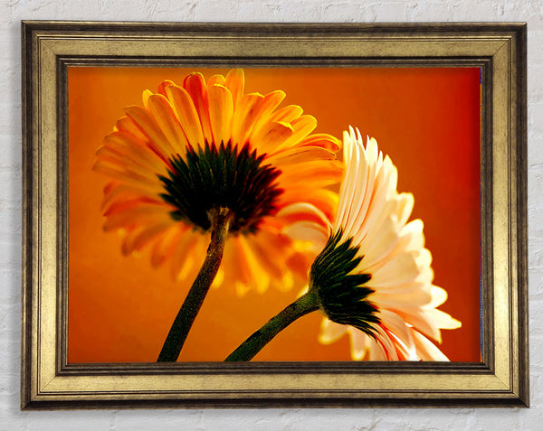 Behing The Golden Daisies Framed Print