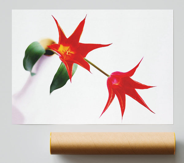 Twin Fire Tulip Centre Giclee Print