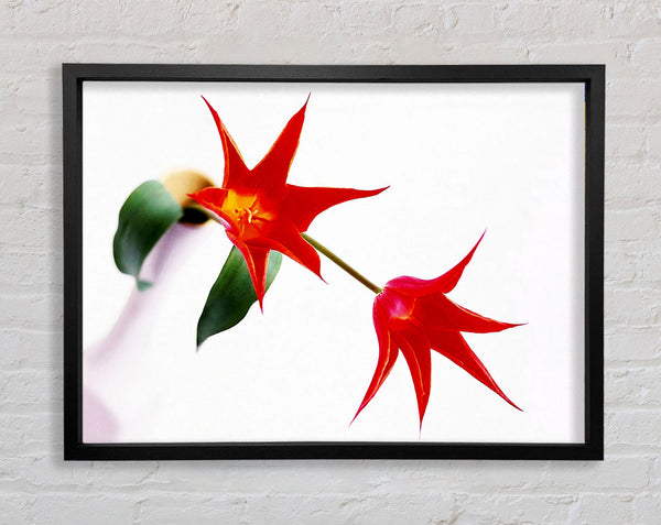 Twin Fire Tulip Centre Framed Print