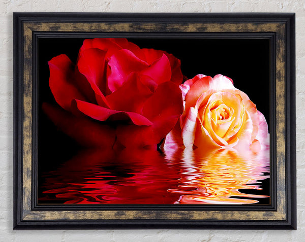 The Floating Roses Framed Print