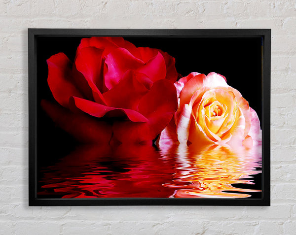 The Floating Roses Framed Print