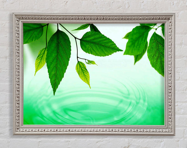 Mint Leaves Near The River Framed Print