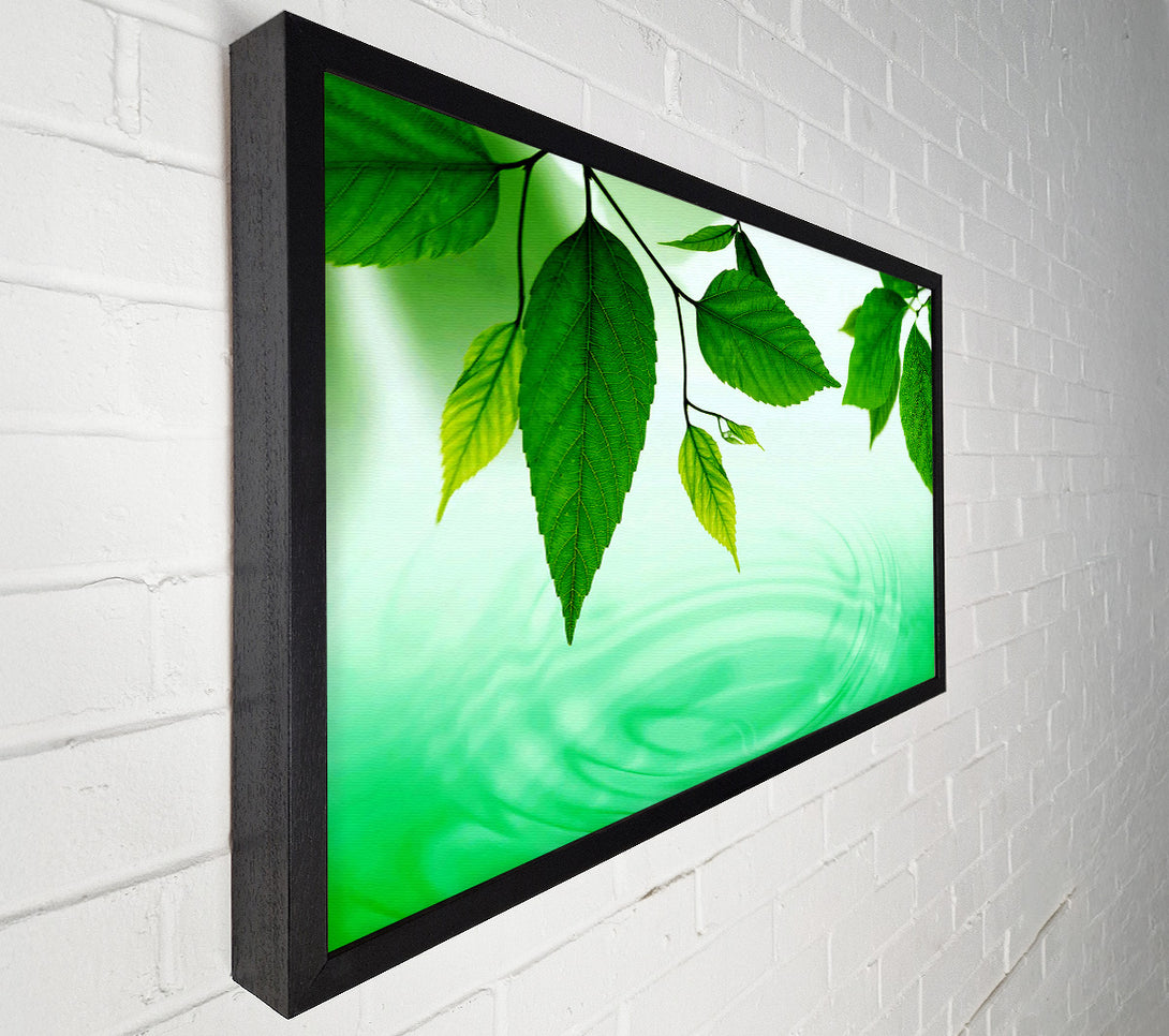  A Canvas Print of Mint Leaves Near The River Canvas Print