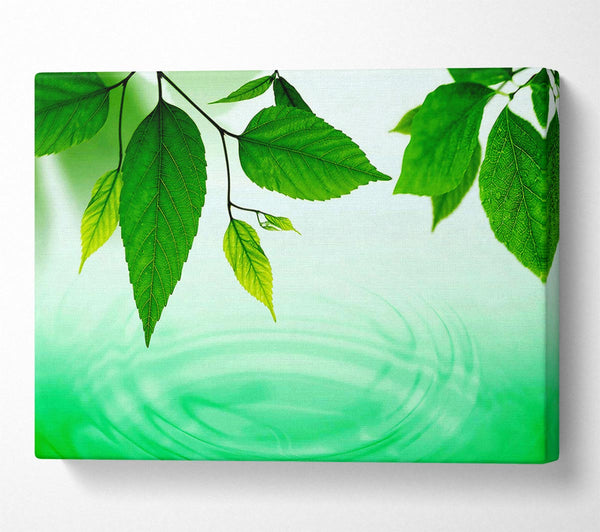  A Canvas Print of Mint Leaves Near The River Canvas Print