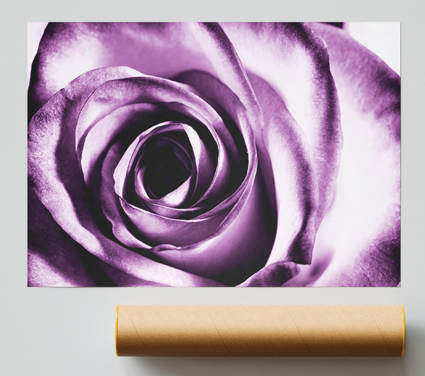 Purple Rose Delight Poster