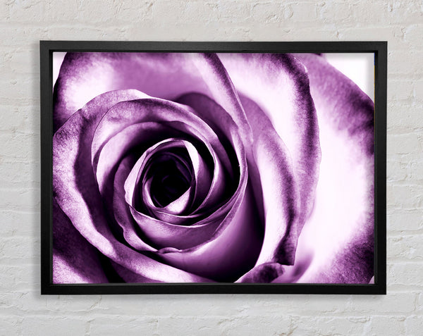 Purple Rose Delight Framed Print