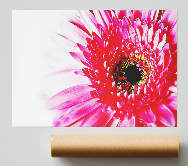 Stunning Pink Gerbera Petals Print