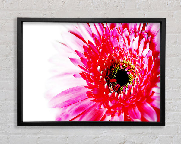 Stunning Pink Gerbera Petals Framed Print