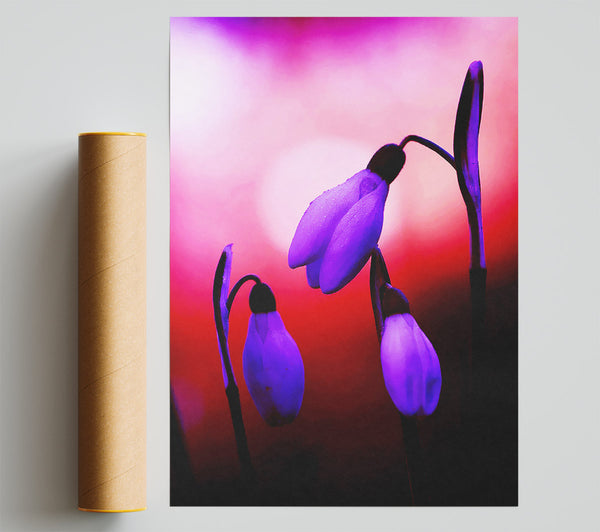 Violet Snowdrops Giclee Print