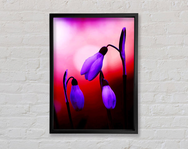 Violet Snowdrops Framed Print
