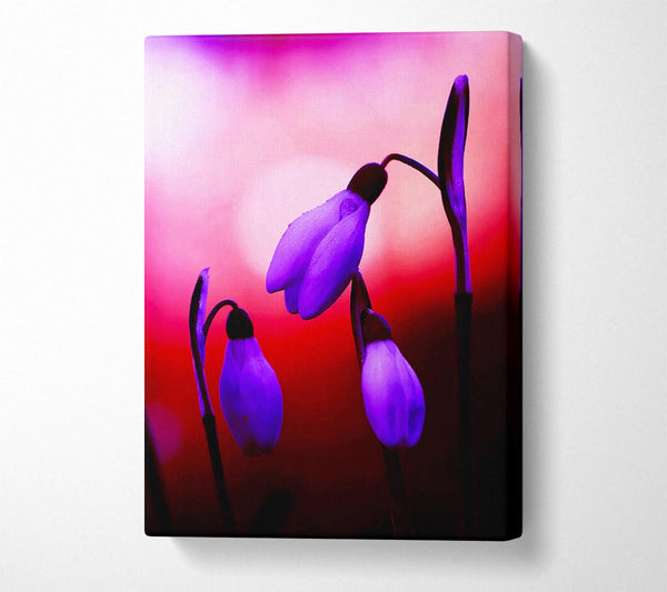  A Canvas Print of Violet Snowdrops Canvas Print
