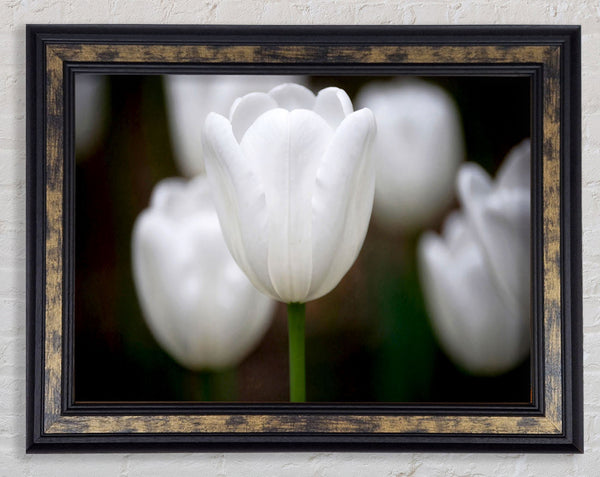 White Snowdrop Beauty Framed Print