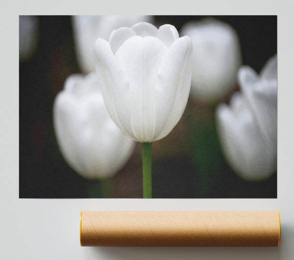 White Snowdrop Beauty Print