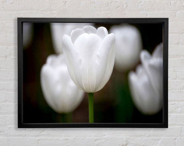 White Snowdrop Beauty Framed Print