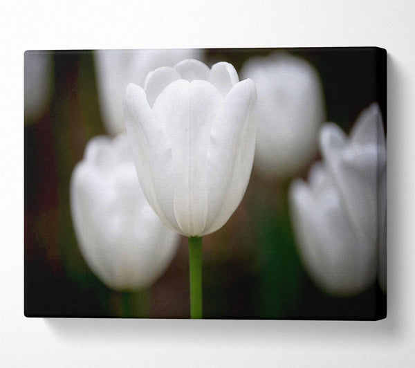  A Canvas Print of White Snowdrop Beauty Canvas Art
