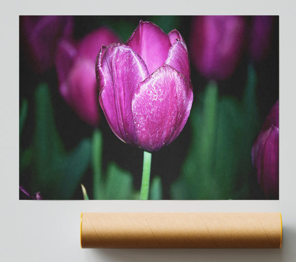 Purple Night Tulip Poster