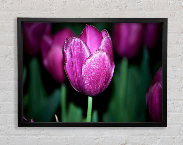 Purple Night Tulip Framed Print