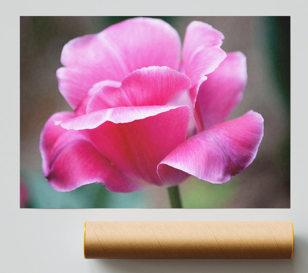 Pink Ruffle Petals Giclee Print