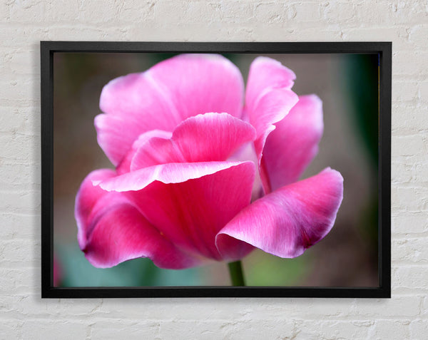 Pink Ruffle Petals Framed Print