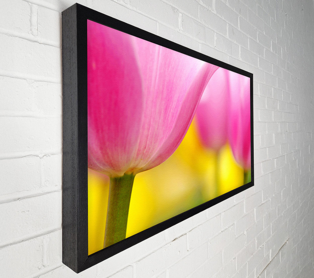  A Canvas Print of Close-Up Soft Heaven Tulip Canvas Print
