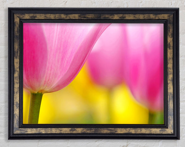 Close-Up Soft Heaven Tulip Framed Print