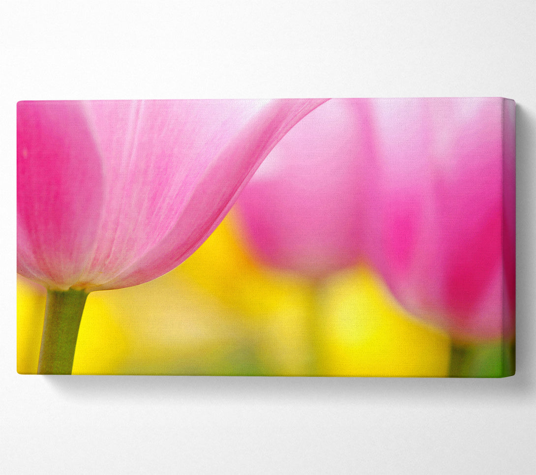  A Canvas Print of Close-Up Soft Heaven Tulip Canvas Print