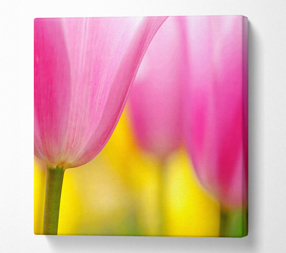  A Canvas Print of Close-Up Soft Heaven Tulip Canvas Print