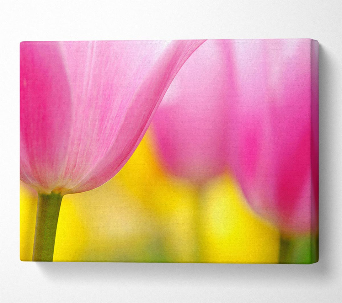  A Canvas Print of Close-Up Soft Heaven Tulip Canvas Print